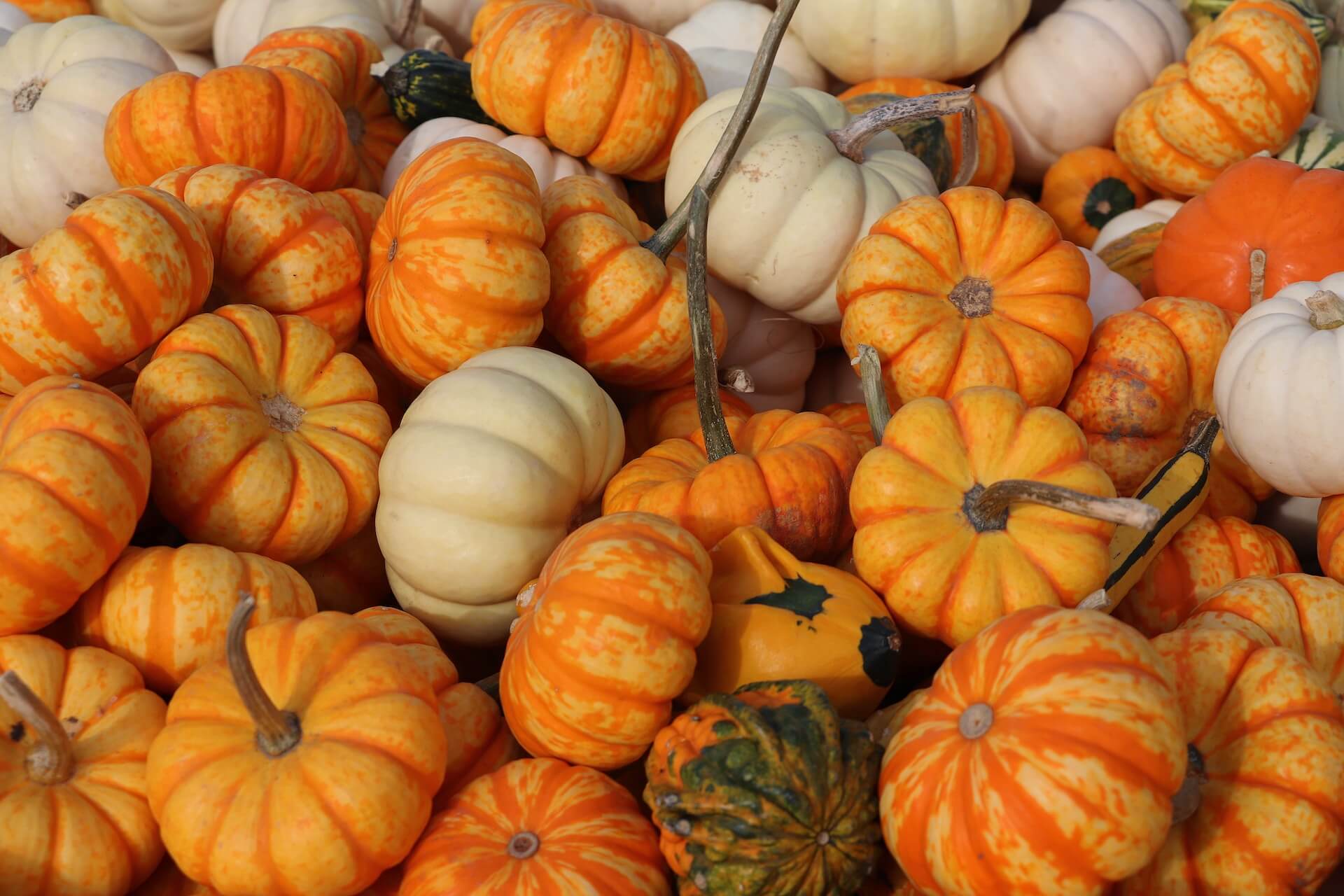 small pumpkins